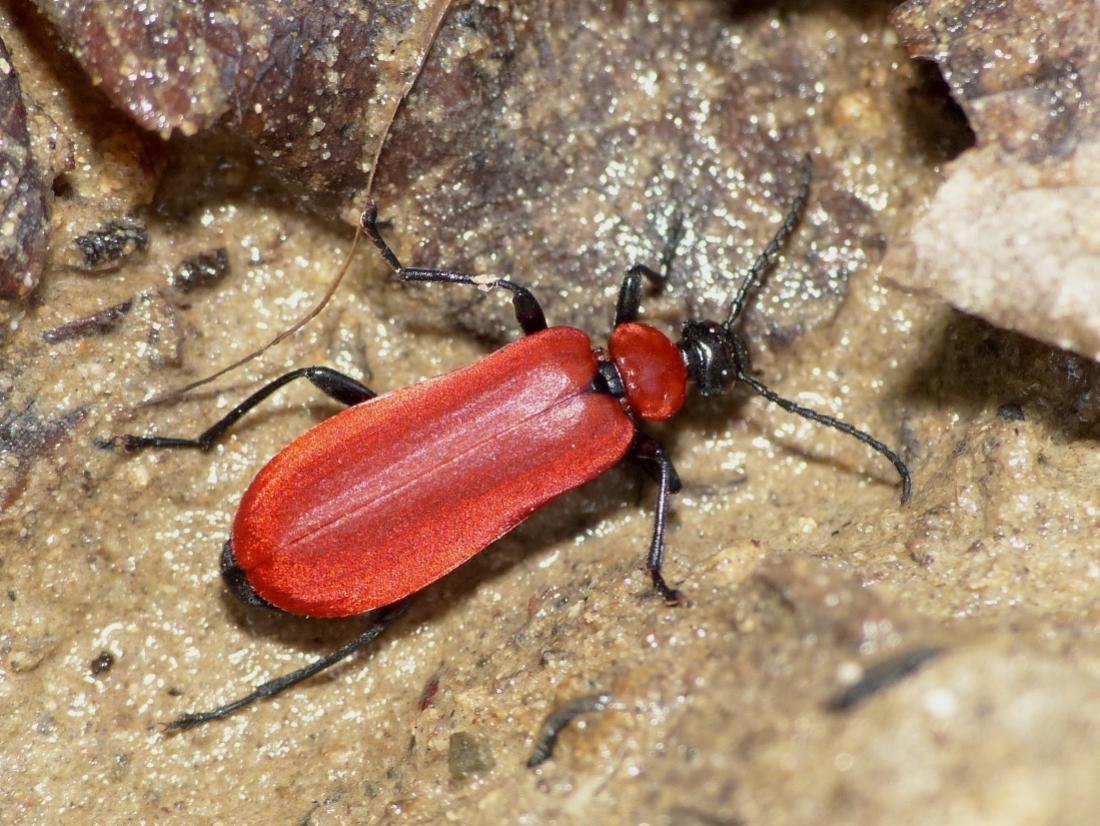 Pyrochroa coccinea; adulti e larva?